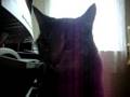 videos de Keyboard Kitty