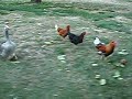 Sister Goose, Chickie Rooster and his girls