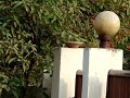 Mhow, Indore, Madhya Pradesh, IndiaDec 13 2007I got this video of a house sparrow House Sparrow (Passer domesticus)feeding from a bowl of grain kept on top of a neighbour's gate. Considering the fact that sparrows are not to be seen nowadays this was indeed a beautiful sight. I remember the words of the philosopher Henry David Thoreau, 