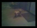 kipper doing poop rub