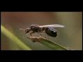 Invasive Ants: Threat to Pacific Livelihoods & Biodiversity