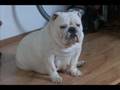 Bulldog Inglés video