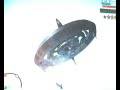 ovni-en-gta-san-andreas-ufo-gta-san-andreas-game-.html