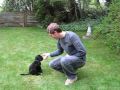 Sasha PWD Training (8 Weeks Old) [1]