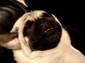 Snoring and Passed Out Pug, VOLUME UP!