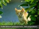 Kisah Kucing