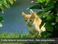 Kisah Kucing