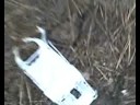 Nokia 3410 Chana for ever