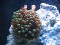 CLOWN FISH