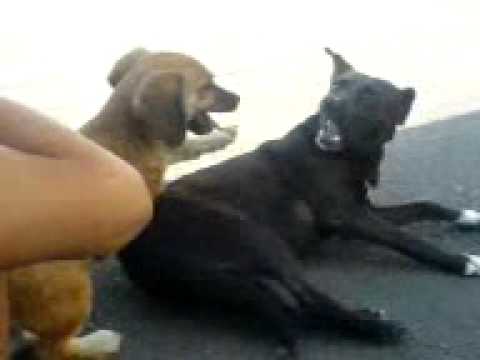 \\\\\\bloody dogs\\\\\\
