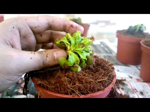 how to replant venus fly trap