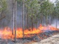2007 PRESCRIBED FIRE TRAINING CENTER