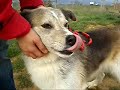 Pinwi aus Jaca - VERMITTELT!!!