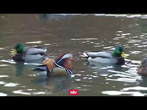 Mandarinente im Central Park verzaubert New York