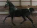 videos de American Saddlebred for sale