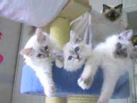 birman