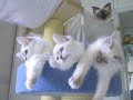 Cat-toons little girls playing - birman cats