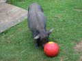 Pig playing ball