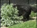 Spike, The Dog