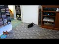Trevor the sheltie vs. the door stop