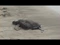 Turtles at Hualalai