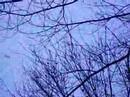 Birds gathering..the great migration