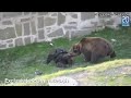 Bear Attacks Mentally Handicapped Man In Bern - Animals - StileProject.com.mp4