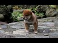 柴犬子犬赤柴雄588.10.29.12.5 柴犬.net