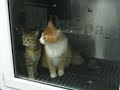 YouTubeサムネイル[CQT2T6ygnRc] - 1枚目