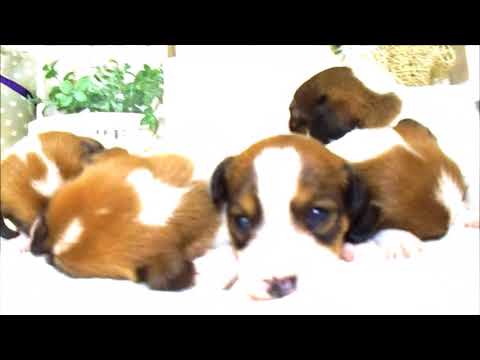 YouTube Preview Image