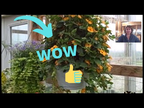 how to fertilize black eyed susans
