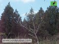 EL CANTO DE ABEJARUCO