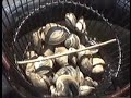 clams