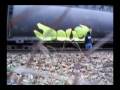 GRAFFITI-DOUG-DREALE