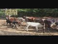 video ganaderia 5 video ganaderia 5