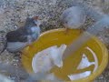 Baby Finch bards