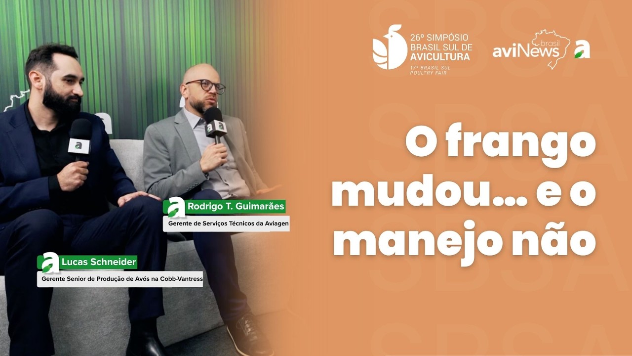 Frango moderno não perdoa atraso: o erro invisível que ainda derruba desempenho no campo