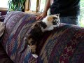 Gidget the wild girl :D Gidget the wild girl :D