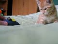 Noël s'amuse