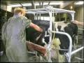 Caesarian in Wrangler