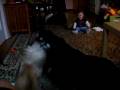 Eela_and_the_dogs.mov