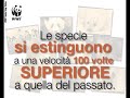 Adotta una specie a rischio