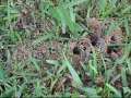 videos de Ants ATTACK!