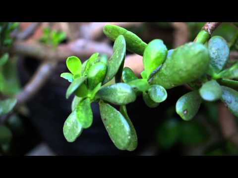 how to grow jade plant