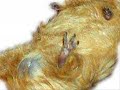 guniea pig dance guniea pig dance