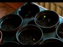 Growing Mimosa pudica
