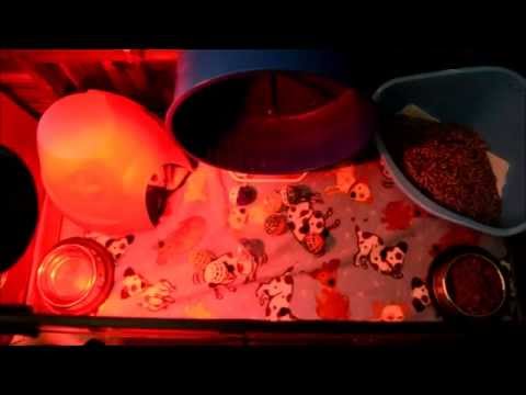 how to take care of a hedgehog