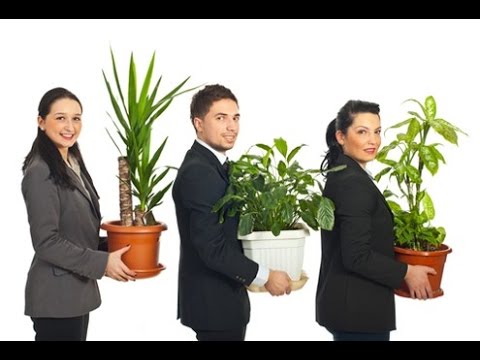Растения в офисе Растения в офисе