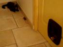 CHATTE vs SOURIS