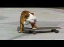 0 Dog on a Skateboard